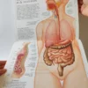 Atlas del Cuerpo Humano. Doctor Tony Smith, książka po hiszpańsku Atlas del Cuerpo Humano. Doctor Tony Smith, książka po hiszpańsku