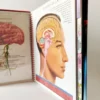 El Cuerpo humano (Libro De Fichas) Susaeta