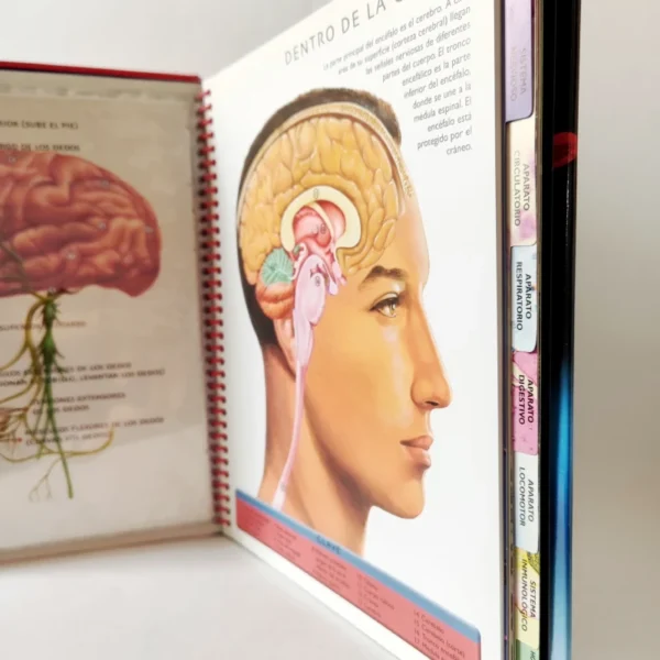 El Cuerpo humano (Libro De Fichas) Susaeta