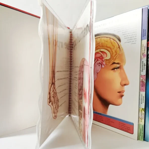 El Cuerpo humano (Libro De Fichas) Susaeta