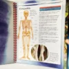 El Cuerpo humano (Libro De Fichas) Susaeta