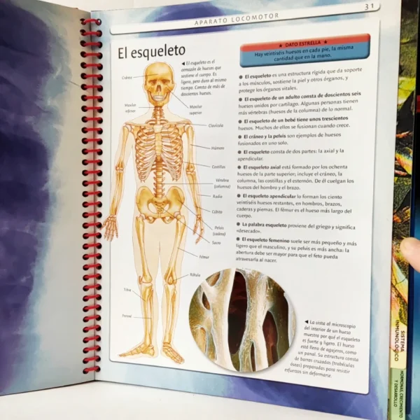 El Cuerpo humano (Libro De Fichas) Susaeta