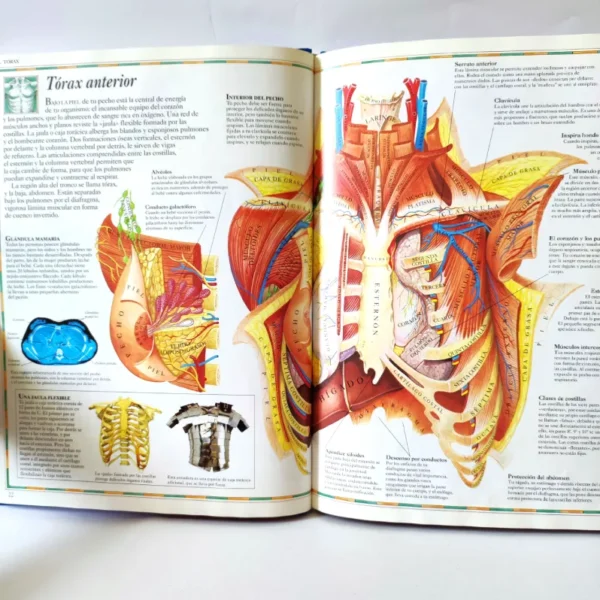 Atlas visual del cuerpo humano. Editorial Bruño