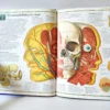 Atlas visual del cuerpo humano. Editorial Bruño